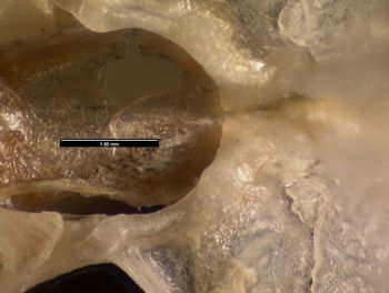 Media type: image;   Herpetology R-55801